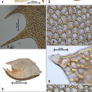 Plagiochila-arunachalensis-SMajumdar-DKSingh-1-4-1-2-Leaves-3-Apical-leaf_Q320.jpg