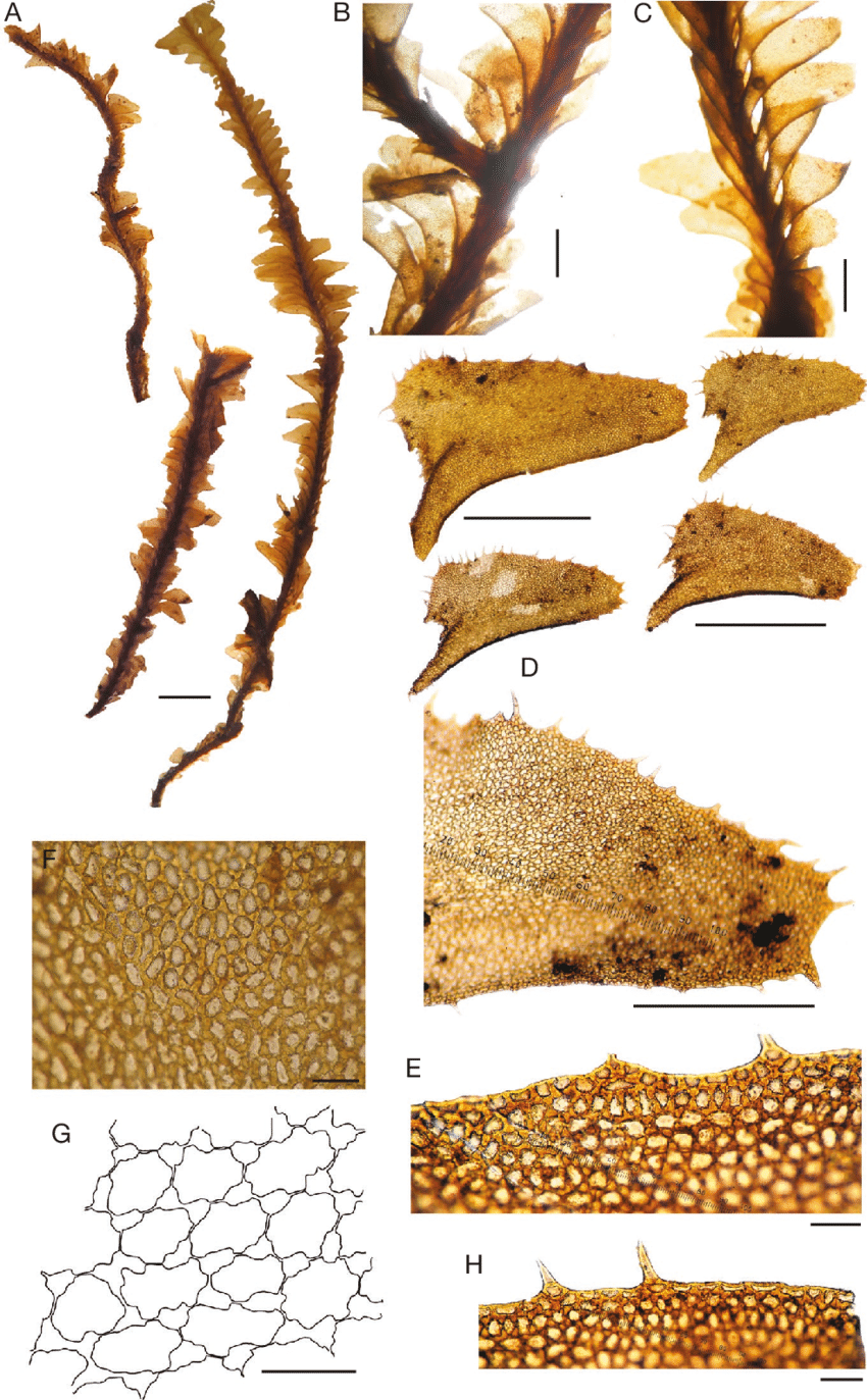 Plagiochila-barteri-Mitt-A-habit-B-shoot-with-intercalary-branch-C-shoot-in.png