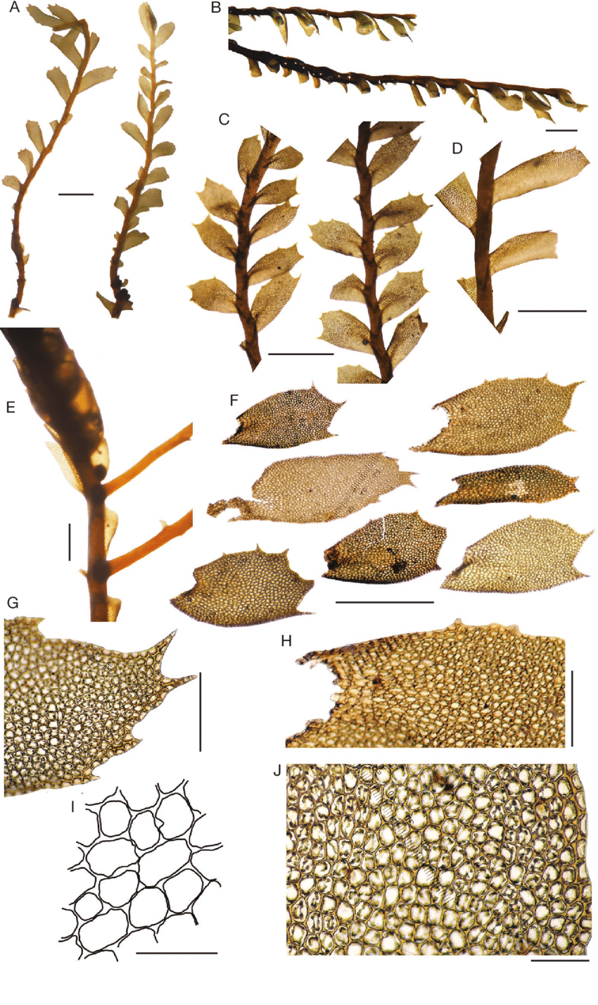 Plagiochila-bifaria-Sw-Lindenb-A-habit-B-dry-shoots-in-lateral-view-C-shoots.png