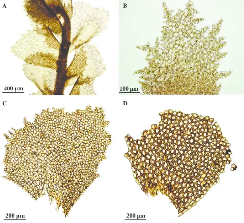 Plagiochila-eggersii-A-Portion-of-plant-in-ventral-view-B-Young-leaf-from-shoot-apex.png