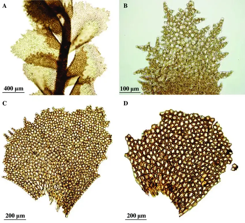 Plagiochila-eggersii-A-Portion-of-plant-in-ventral-view-B-Young-leaf-from-shoot-apex.png