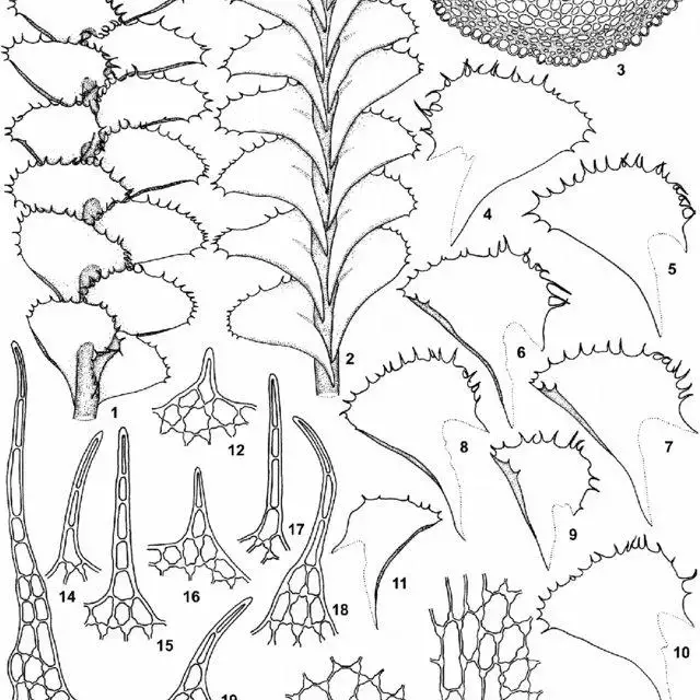 Plagiochila-parvivittata-Inoue-var-siangensis-Singh-Deo-DKSingh-1-A-portion-of_Q640.jpg