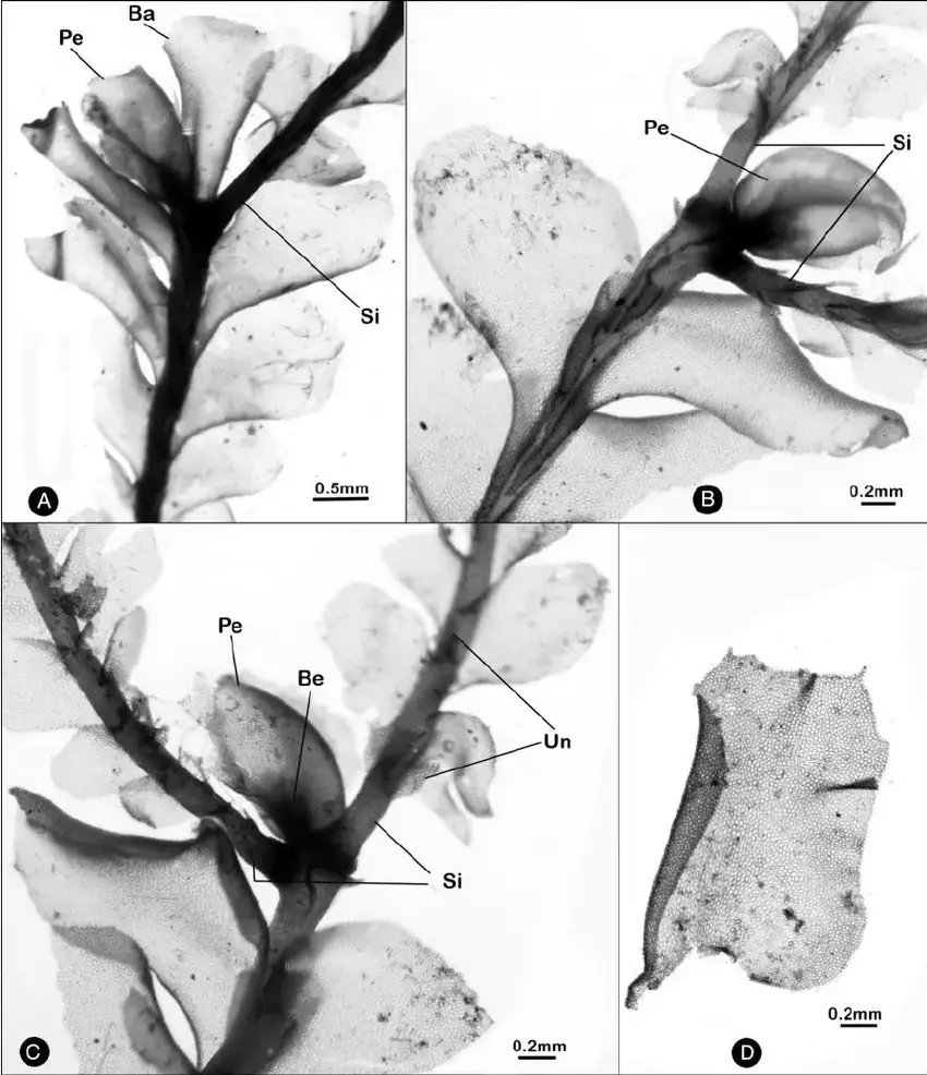 Plagiochila-ptychanthoidea-Steph-A-B-Portions-of-plants-in-dorsal-view-showing.png