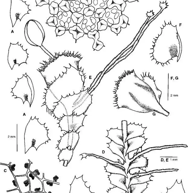 Plagiochila-punctata-Taylor-Taylor-A-leaves-B-leaf-cells-with-oil-bodies-C-cells_Q640.jpg