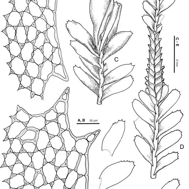 Plagiochila-sect-Rutilantes-pectinata-A-part-of-ventral-leaf-margin-B-part-of_Q640.jpg