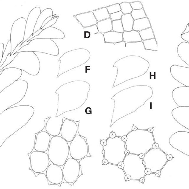 Plagiochila-shangaica-Steph-A-plant-dorsal-B-plant-ventral-C-median-cells-of_Q640.jpg