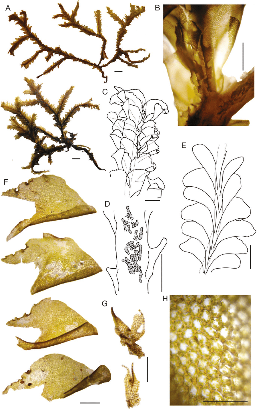 Plagiochila-squamulosa-Mitt-A-habit-B-C-shoot-in-ventral-view-D-shoot-in-ventral.png