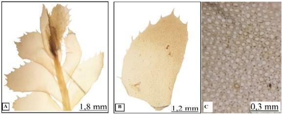 Plagiochila-sumatrana-A-habit-B-lateral-leaf-C-Lateral-leaf-cells.jpg