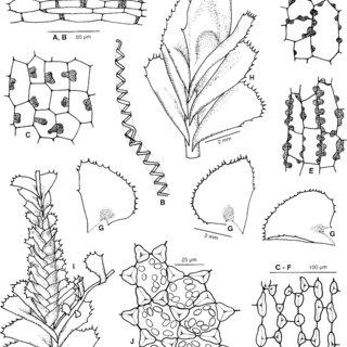 Plagiochila-trichostoma-Gottsche-A-Transverse-section-of-capsule-wall-B-Part-of_Q320.jpg