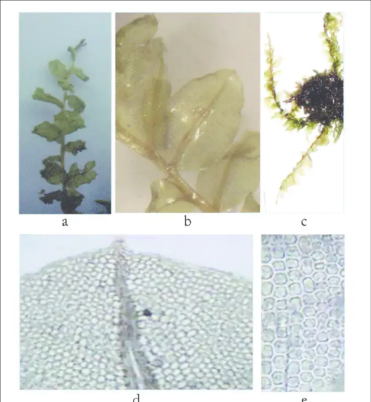 Plagiomnium-rostratum-Schrad-Kop-a-Gametophyte-x100-b-Gametophyte-x400.png