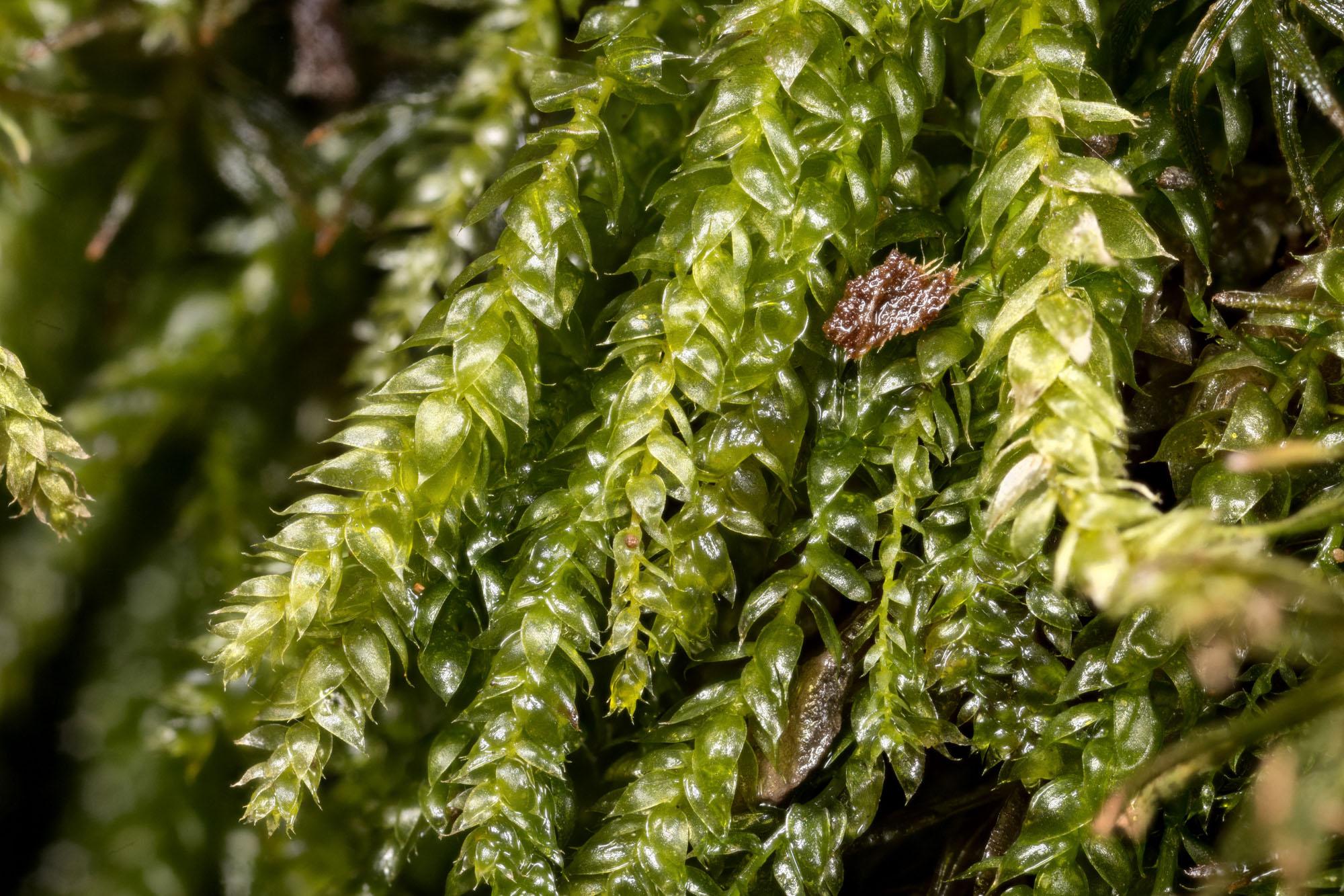 Plagiothecium-cavifolium.jpg