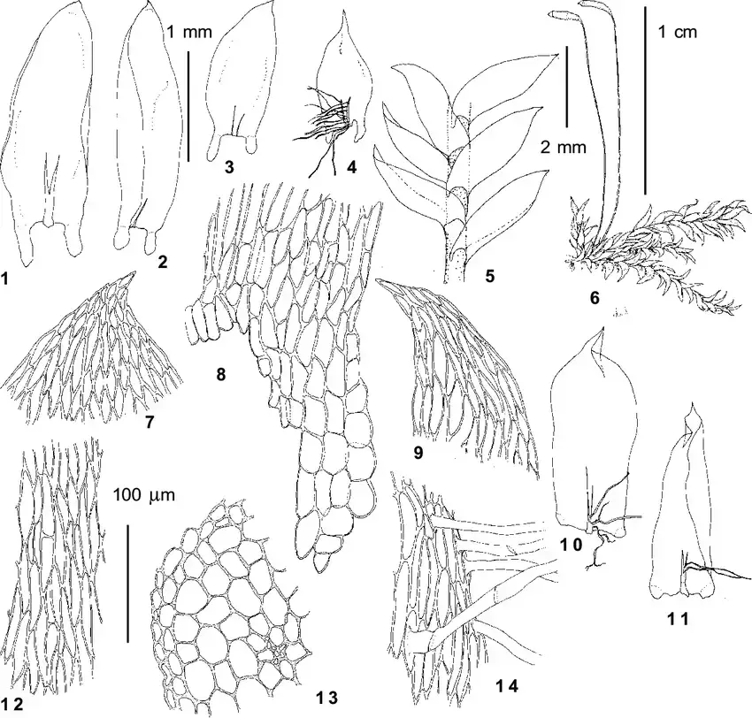 Plagiothecium-denticulatum-Hedw-BSG-from-Kayakkatuyarykskij-Creek-1940-m-Ignatov.png