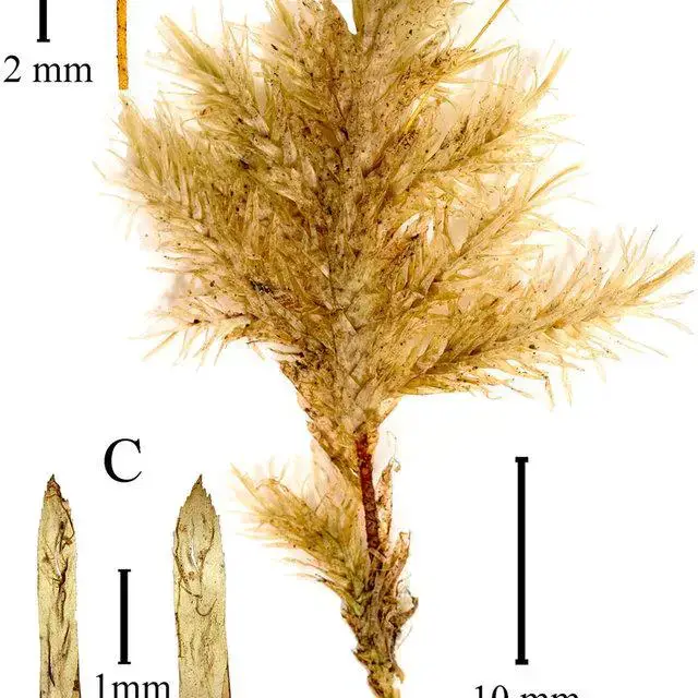 Plant-of-Taiwanobryum-undulatifolium-A-Closeup-of-the-capsule-B-Dried-plant-C_Q640.jpg