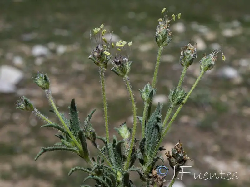 Plantago_asperrima.18.jpg