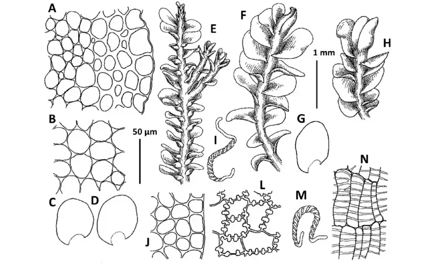 Plectocolea-erecta-Amakawa-A-Stem-cross-section-segment-B-Midleaf-cells-C-D-G.png