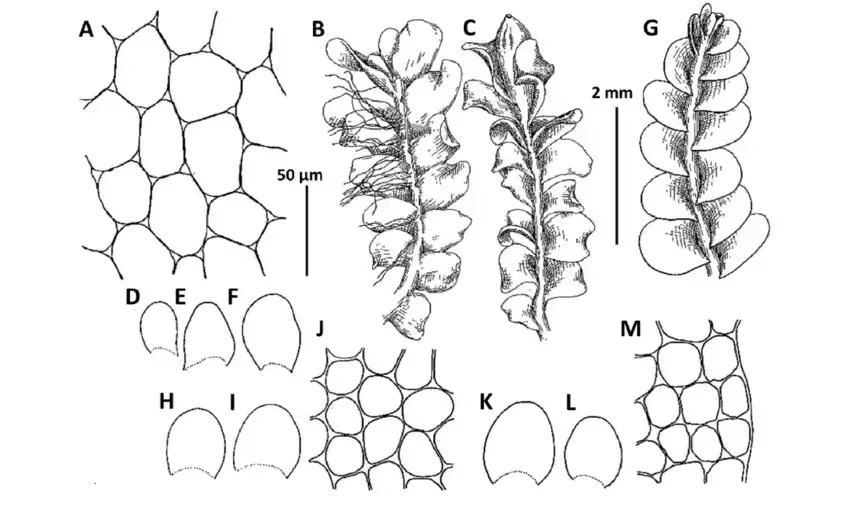 Plectocolea-granulata-Steph-Bakalin-A-F-A-Midleaf-cells-B-Sterile-branch-view.png