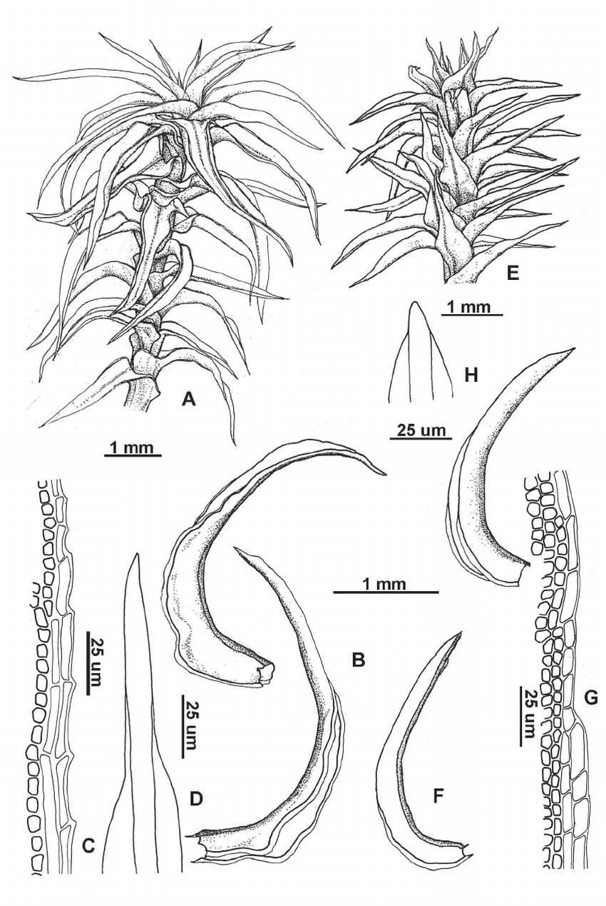 Pleurochaete-luteola-A-D-and-P-squarrosa-E-H-A-E-habit-in-wet-B-F-two.png