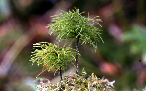 Pleuroziopsis-ruthenica10L.jpg