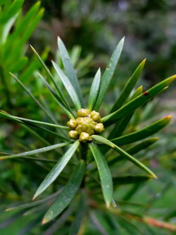 Podocarpus_sprucei_IMG_1425_wc.jpg