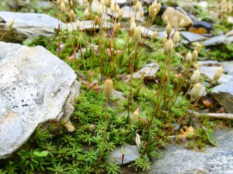 Pogonatum-aloides-0916-800x600.jpg