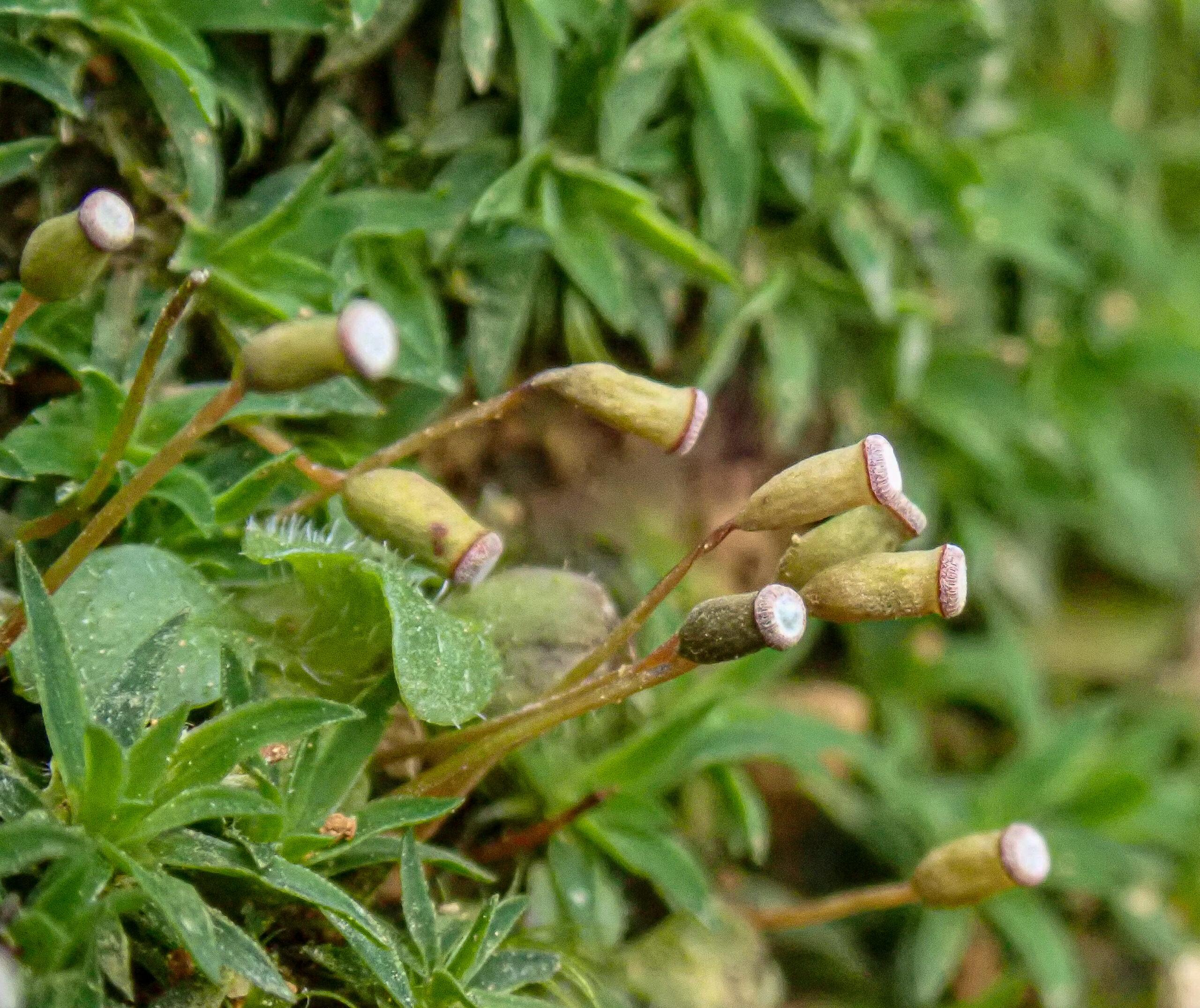 Pogonatum-aloides_Carne-4-scaled.jpg