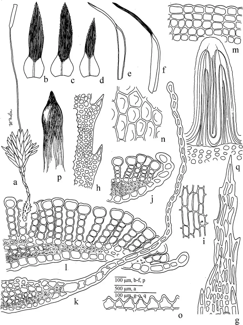 Pogonatum-perichaetiale-subsp-oligodus-a-Female-gametophyte-b-d-Leaves-e-f.png