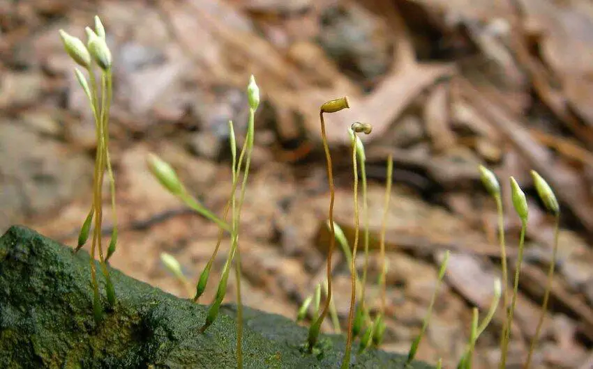 Pogonatum-piliferum-Photo-Monica-Suleiman.png