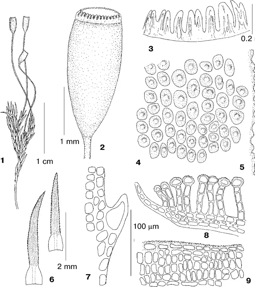 Pogonatum-urnigerum-Hedw-P-Beauv-from-Srednij-Shaltan-Creek-670-m-Ignatov-0-1389.png