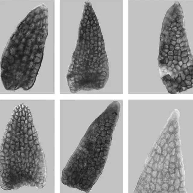 Pohlia-lonchochaete-Propagules-Scale-bar-80-m-From-Lectotype_Q640.jpg