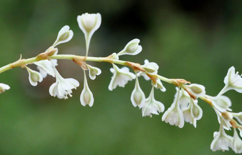 Polygonum-Aubertii-1-1024x654.jpg