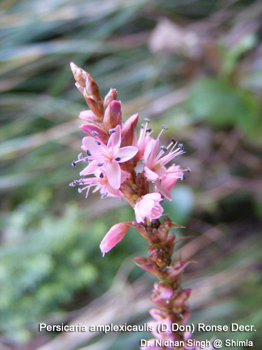 Polygonum-amplexicaule.png