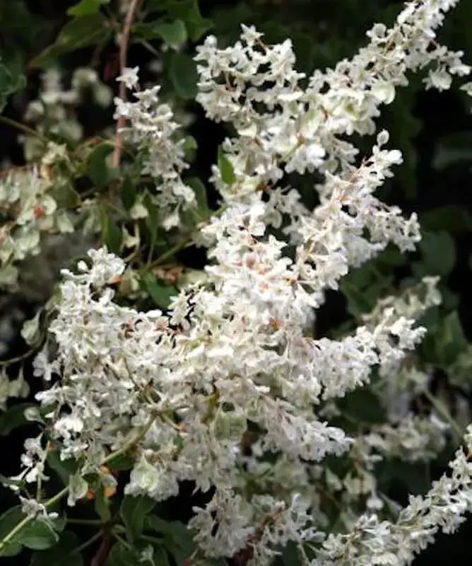 Polygonum-aubertii-BLWS347368.jpg