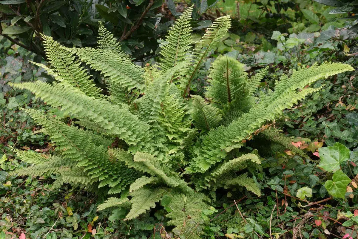 PolystichumsetiferumPlumosumDensum.jpg