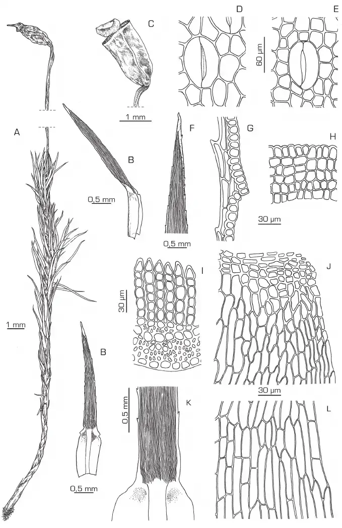 Polytrichadelphus-bolivianus-A-Habito-de-la-planta-al-estado-seco-B-Hojas-caulina.png