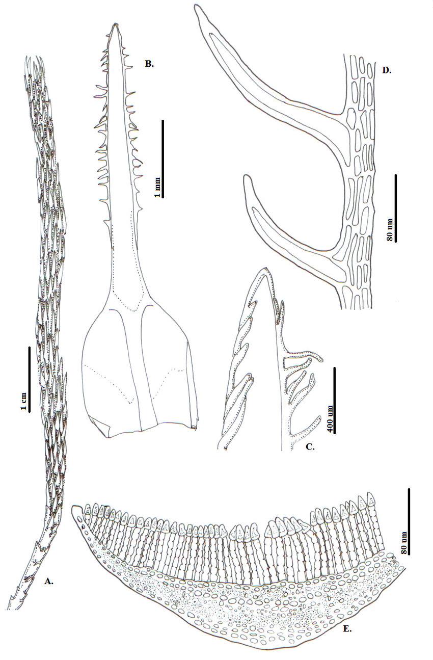 Polytrichadelphus-ciliatus-Hookf-Wilson-Mitt-A-Habito-B-E-Hoja-B-Vista.png