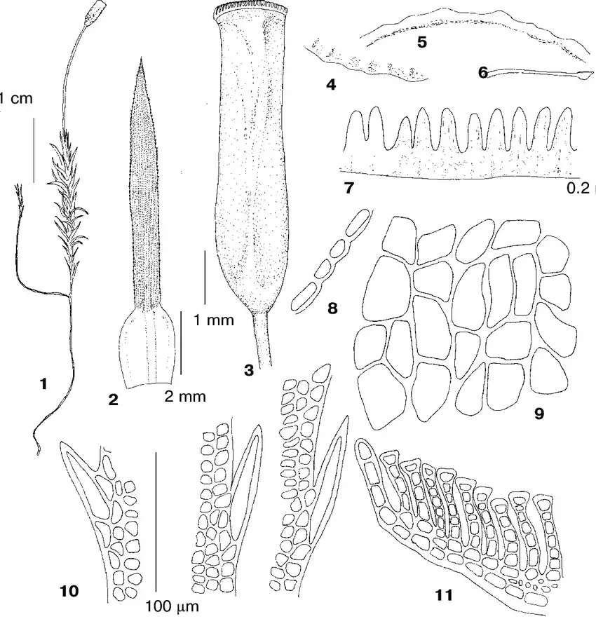 Polytrichastrum-pallidisetum-Funck-G-L-Sm-from-Bolshoye-Istyube-Creek-470-m-Ignatov.png