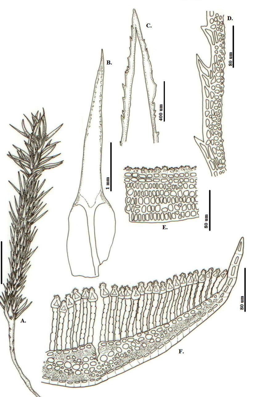 Polytrichastrum-tenellum-Muell-Hal-GL-Sm-A-Habito-B-F-Hoja-B-Vista-general.png