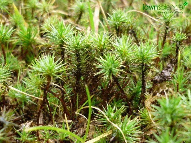 Polytrichum-Moss-665x499.jpg