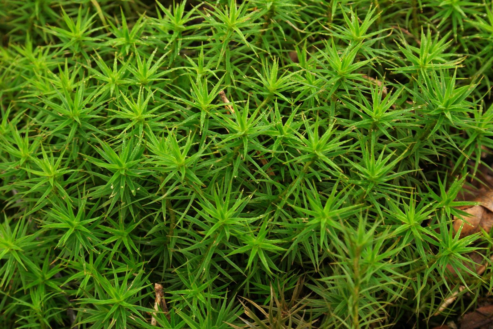 Polytrichum-commune.jpg