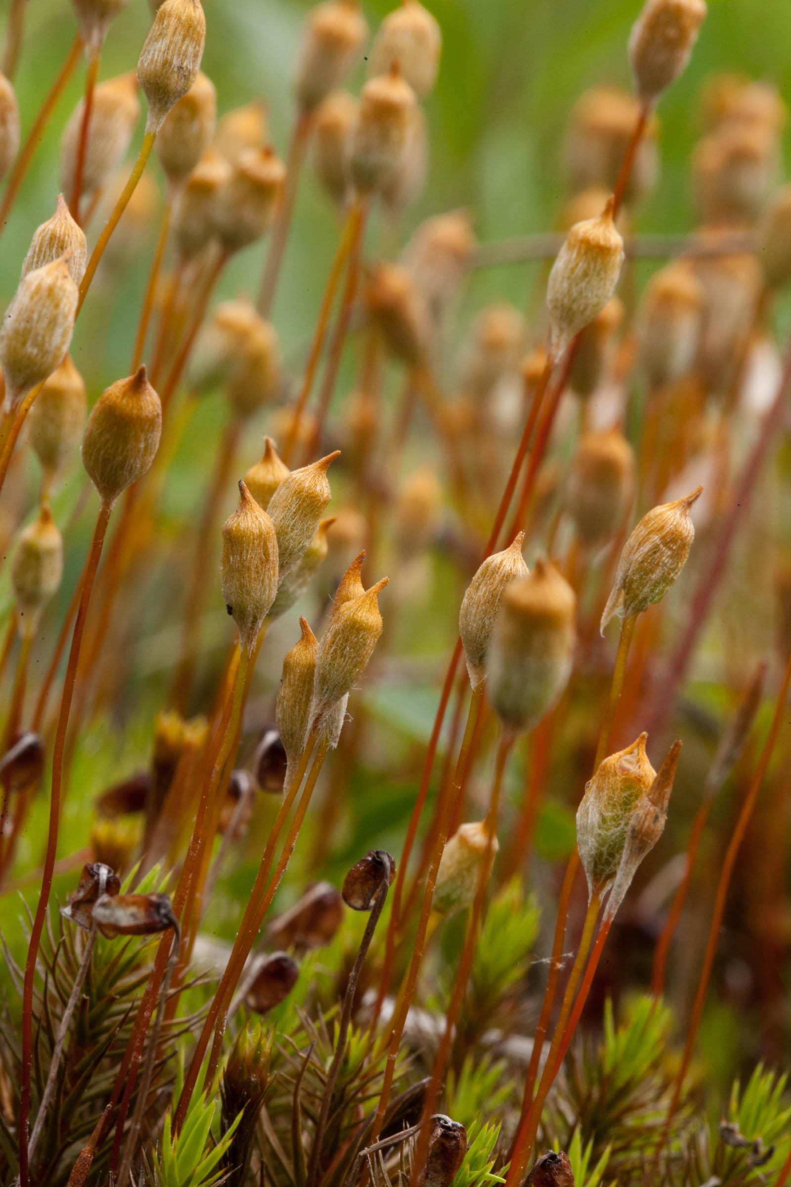 Polytrichum-commune-capsules.jpg