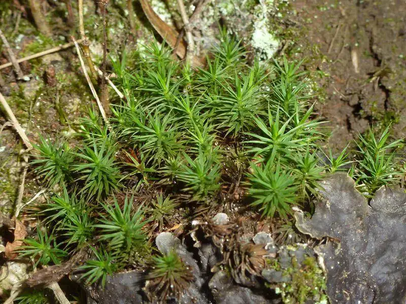 Polytrichum-formosum-Hedw.-118456.jpg