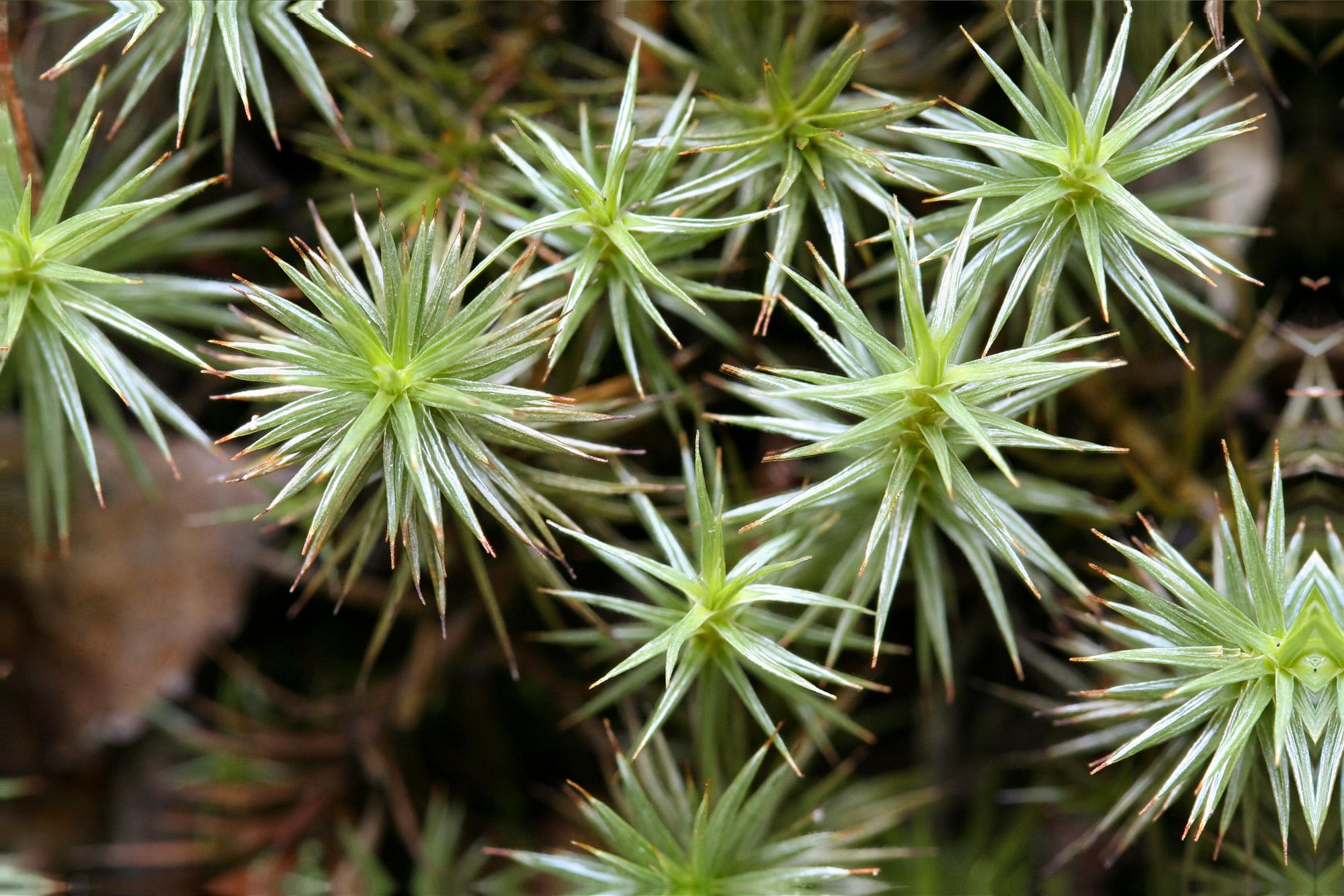 Polytrichum-juniperinum-4.jpg