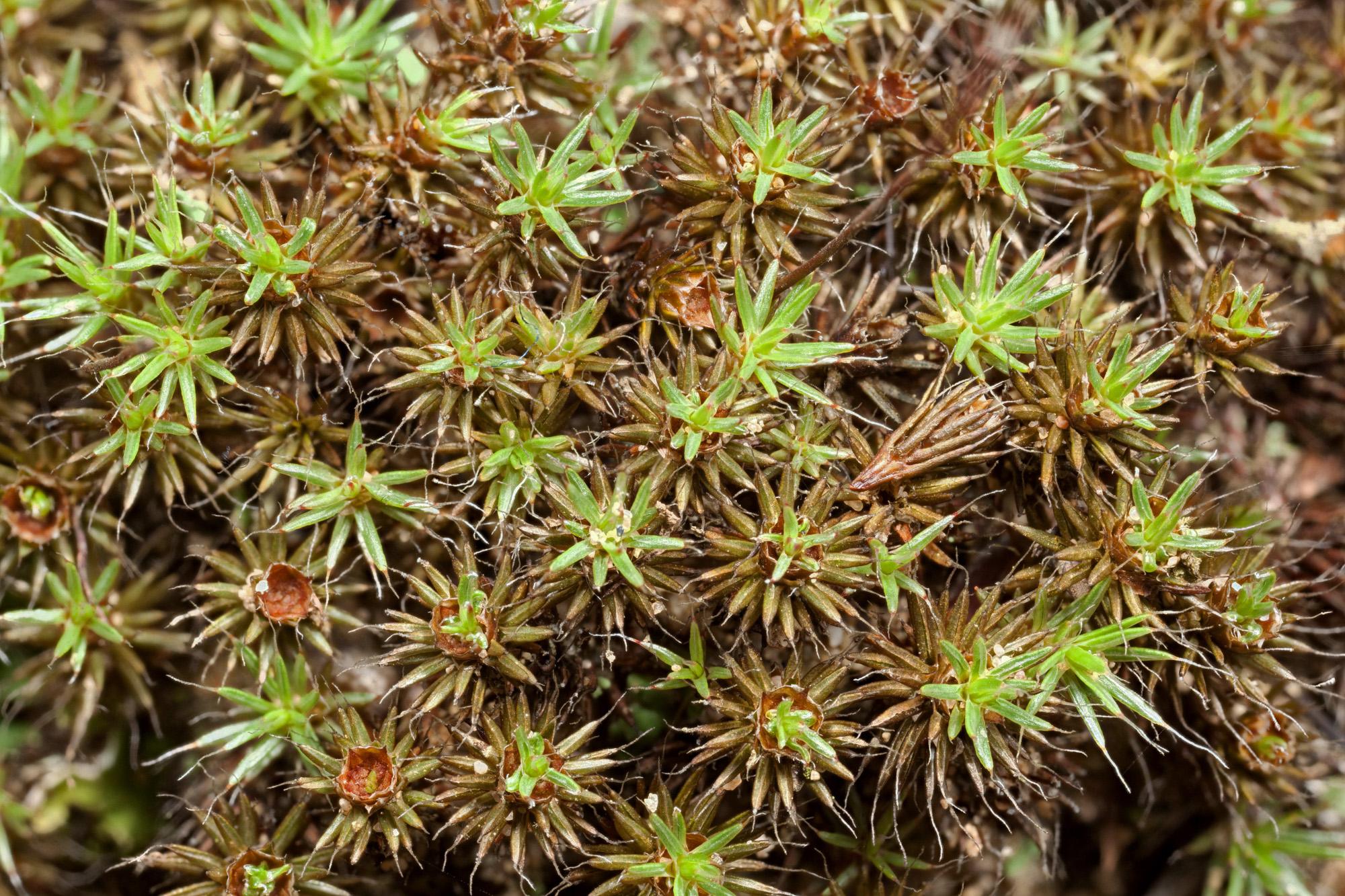 Polytrichum-piliferum.jpg