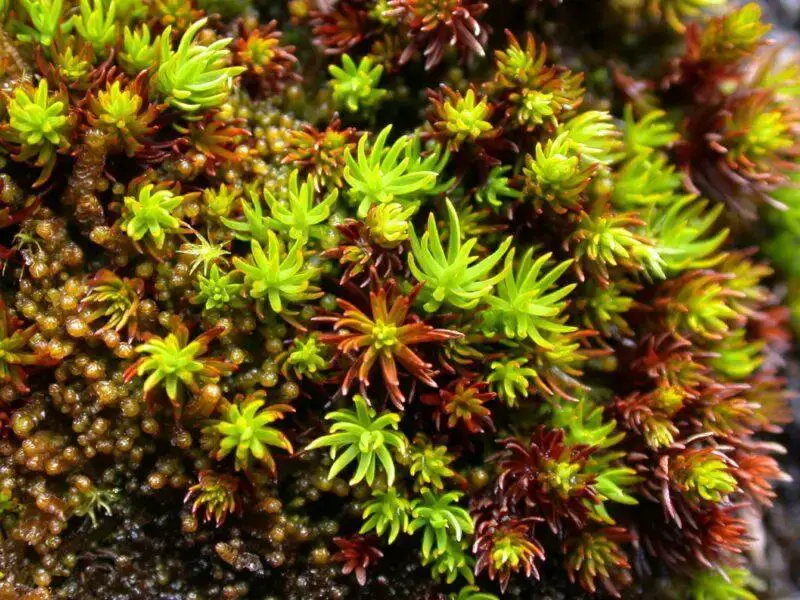 Polytrichum-sexangulare-Ben-Alder-2004_v1-800x600.jpg