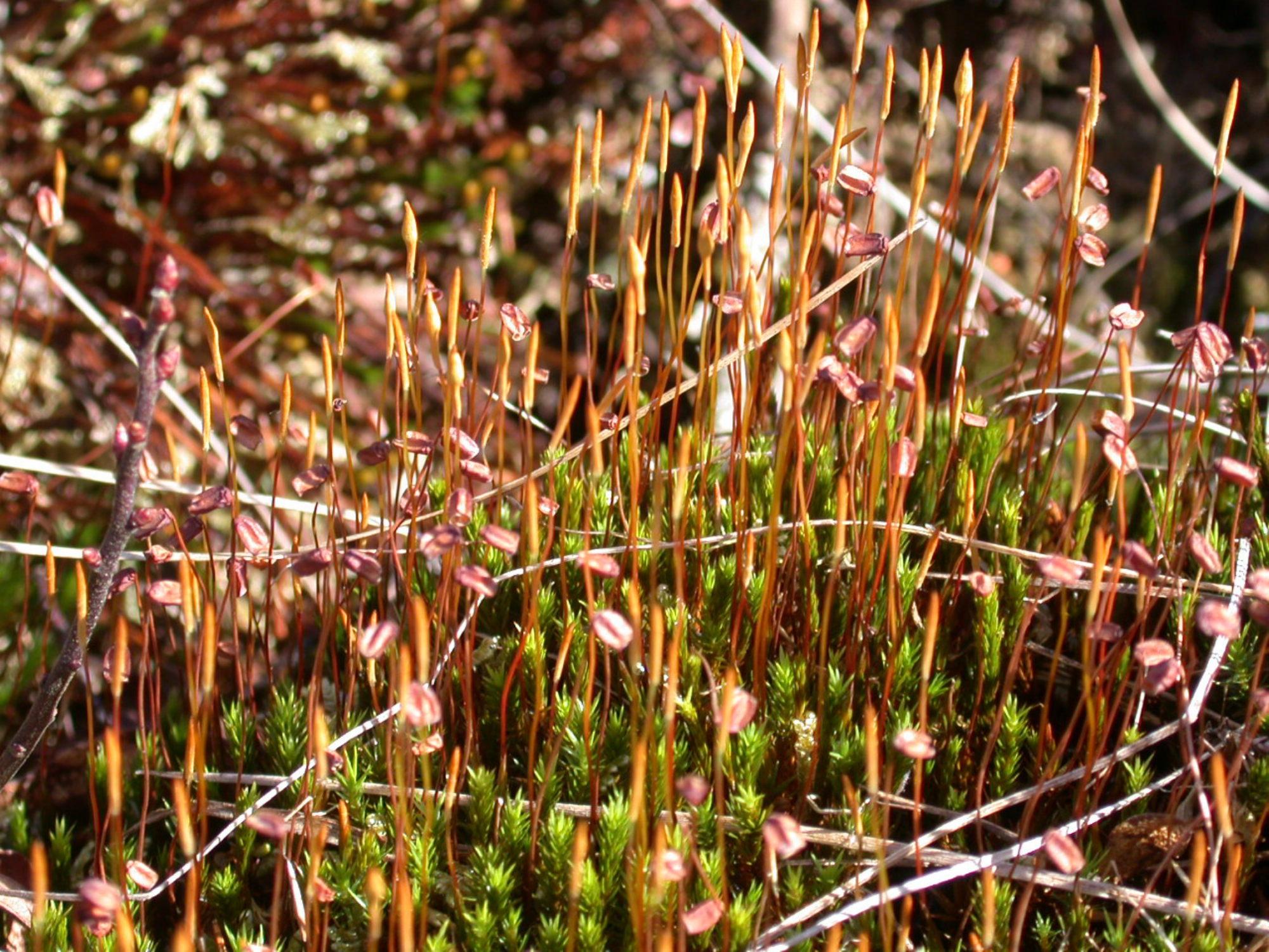 Polytrichum-strictum-Longbridge-15.4.02_v1.4.02.jpg