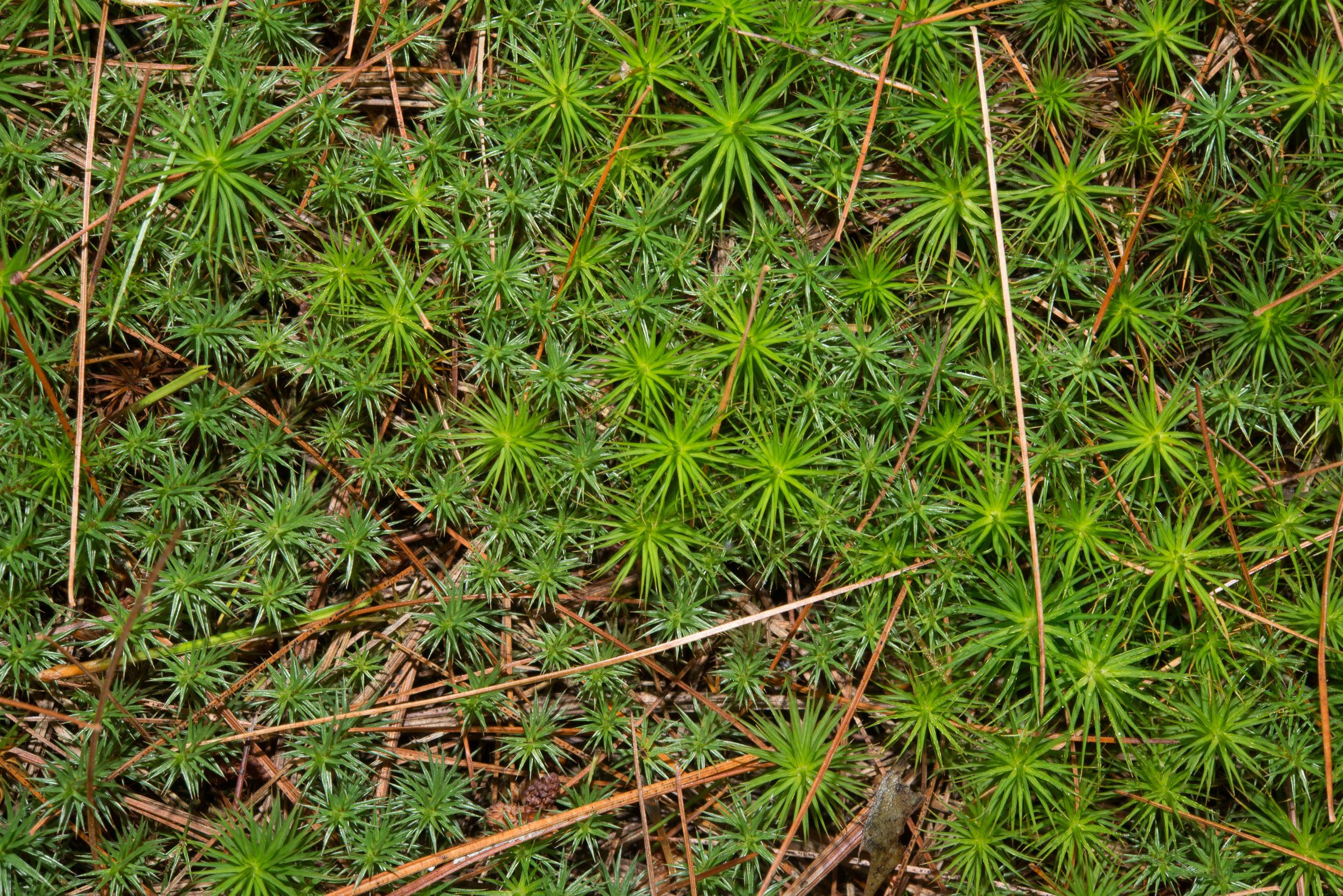 Polytrichum_commune-333FD04961.jpg