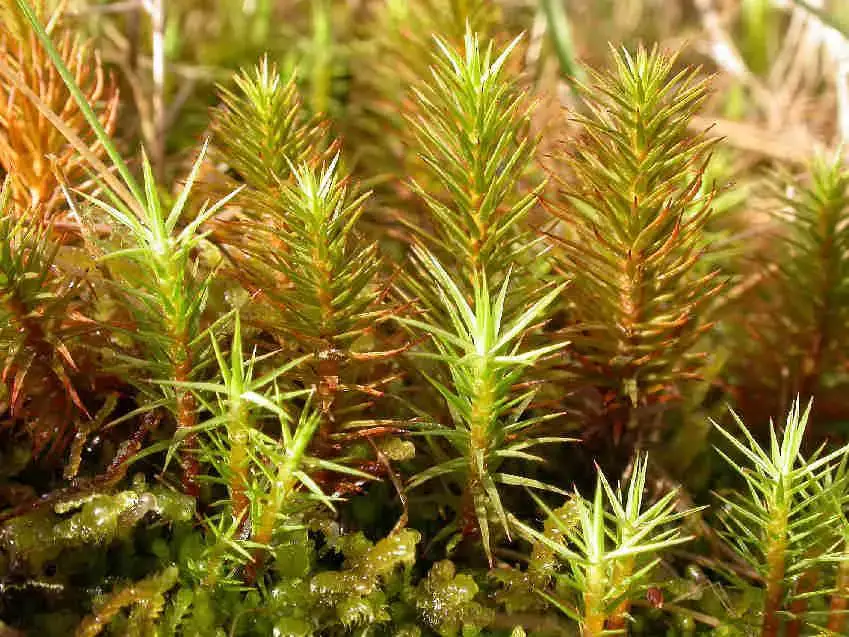 Polytrichum_commune-peri_007C.JPG