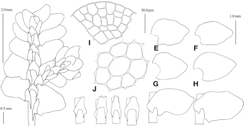 Porella-chinensis-Steph-S-Hatt-A-plant-ventral-B-underleaves-C-D-part-of.png