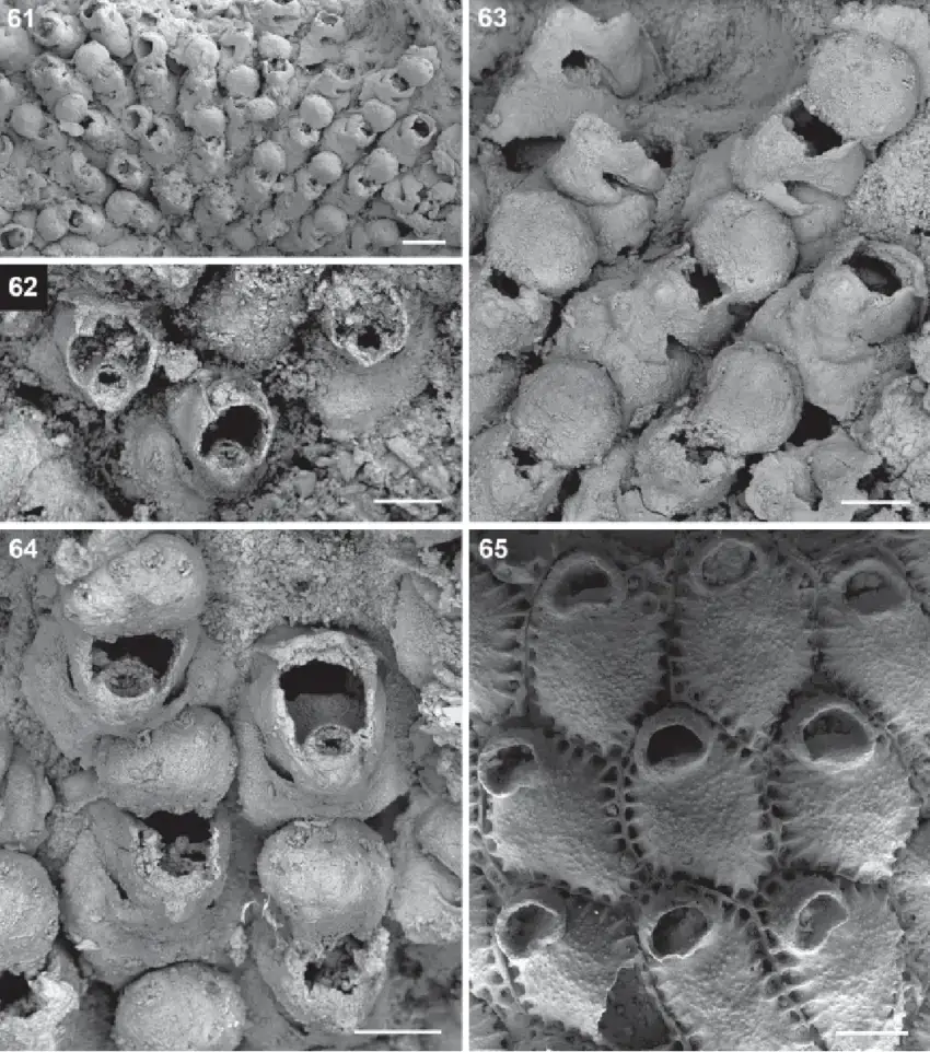 Porella-sp-General-aspect-GNI1-063-D-200-mm-Fig-62-Porella-sp-Close-up-of.png