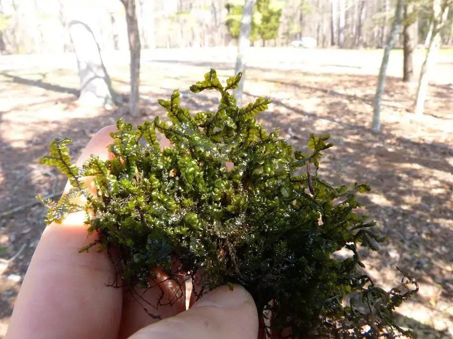 Porella%2520pinnata.MilburnLanding.040613.JPG